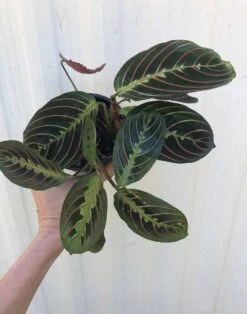 Maranta Red 'Prayer Plant' - Maranta Leuconeura In 3 Or 4" Pot