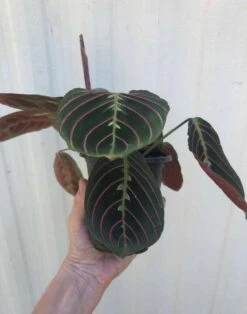 Maranta Red 'Prayer Plant' - Maranta Leuconeura In 3 Or 4" Pot -Green Aura IMG 8110 rotated 1
