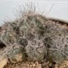 Cactus- Copiapoa Humilis Var Longispina -Green Aura IMG 8190 1