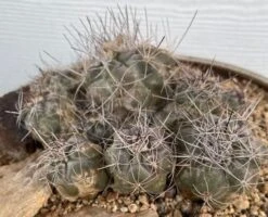 Cactus- Copiapoa Humilis Var Longispina