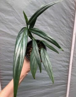 Epipremnum Amplissimum 'Silver Streak’ Pothos In 3" Or 4" Pot