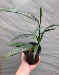 Epipremnum Amplissimum 'Silver Streak’ Pothos In 3" Or 4" Pot -Green Aura IMG 8322 rotated 1