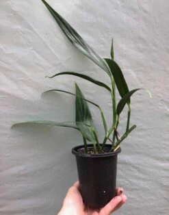 Epipremnum Amplissimum 'Silver Streak’ Pothos In 3" Or 4" Pot -Green Aura IMG 8323 rotated 1