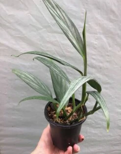 Epipremnum Amplissimum 'Silver Streak’ Pothos In 3" Or 4" Pot -Green Aura IMG 8324 rotated 1