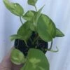 Global Green Pothos, Epipremnum Aureum In 3" Pot -Green Aura IMG 8455