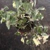 English Ivy | Gold Child | Hedera Helix | 6" Pot -Green Aura IMG 8509 rotated 1