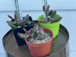 Succulent- Adromischus Filicaulis Ssp. Filicaulis -Green Aura IMG 8591