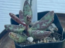 Succulent- Adromischus Filicaulis Ssp. Filicaulis -Green Aura IMG 8592