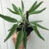 Kalanchoe Daigremontiana In 3 Or 4 Inches Pot