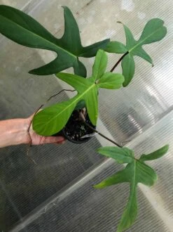 Philodendron Florida Live Plant In 4" Pot -Green Aura IMG 8804