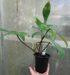 Philodendron Florida Live Plant In 4" Pot -Green Aura IMG 8806
