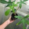 Philodendron Florida Live Plant In 4" Pot -Green Aura IMG 8808