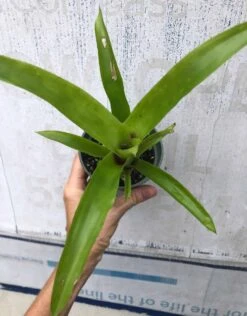 Flaming Torch Bromeliad Plant In 3" Pot, Free Shipping -Green Aura IMG 8833