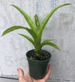 Flaming Torch Bromeliad Plant In 3" Pot, Free Shipping -Green Aura IMG 8834