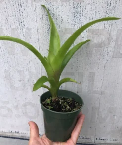 Flaming Torch Bromeliad Plant In 3" Pot, Free Shipping -Green Aura IMG 8835