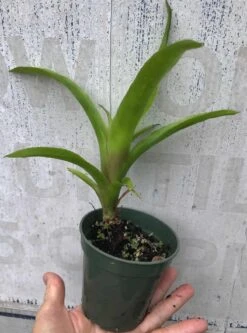 Flaming Torch Bromeliad Plant In 3" Pot, Free Shipping -Green Aura IMG 8836