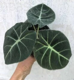 Alocasia 'Black Velvet' - Elephant Ear Plant In 4" Pot
