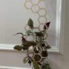 Indoor Hexagon Wood Plant Trellis Extension -Green Aura IMG 8881
