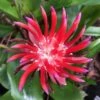 Flaming Torch Bromeliad Plant In 3" Pot, Free Shipping -Green Aura IMG 8888