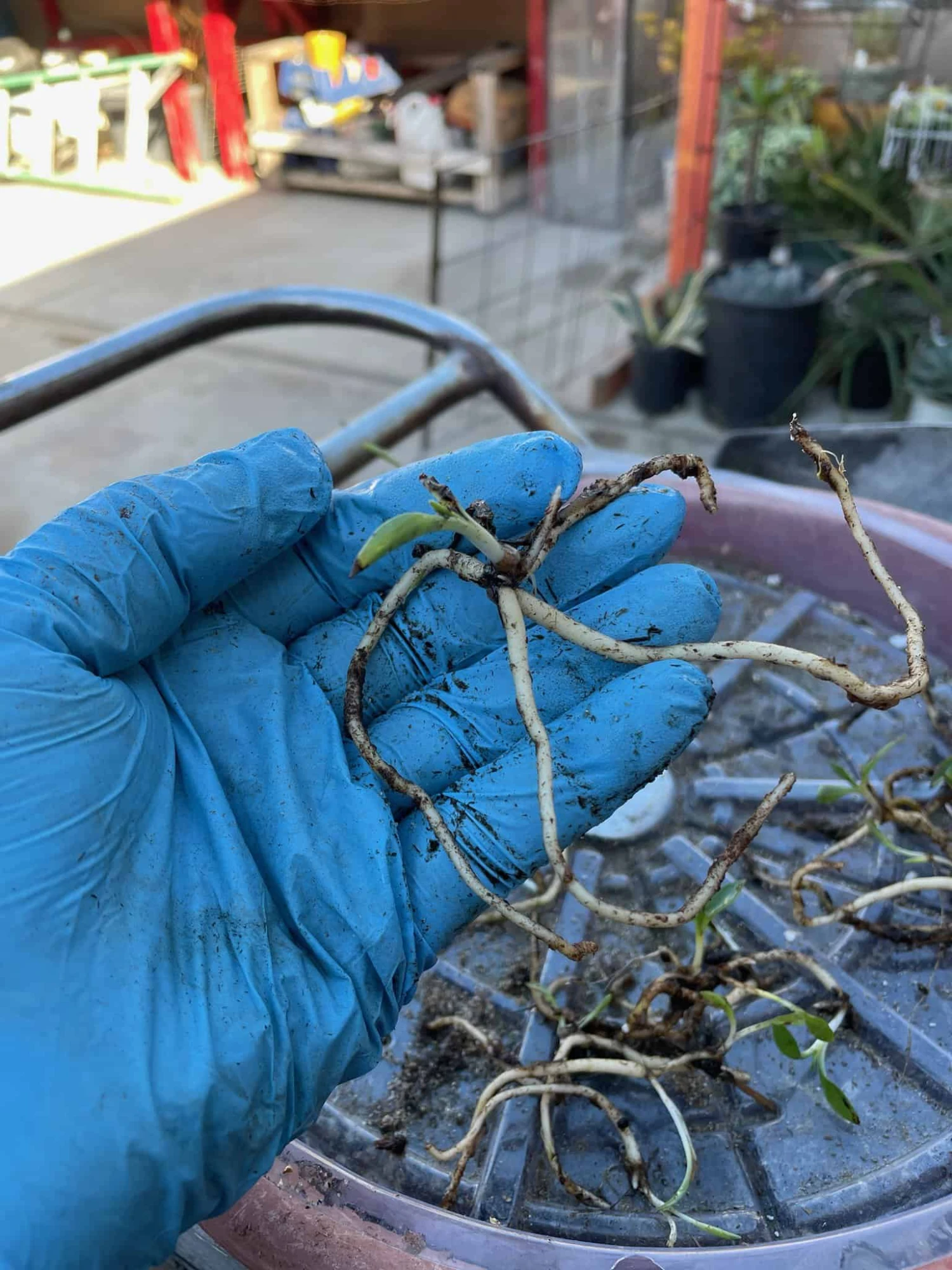 Orchid Spiranthes Cernua Bog Orchid Outdoors 6 Orchid Spiranthes Cernua Bog Orchid Outdoors - Image 4