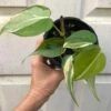 Philodendron Hederaceum 'Rio' RARE Plant In 4" Pot -Green Aura IMG 9341
