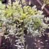 Cotyledon Pendens ----- Cliff Cotyledon --- Limited Quantity -Green Aura IMG 9412 rotated 1