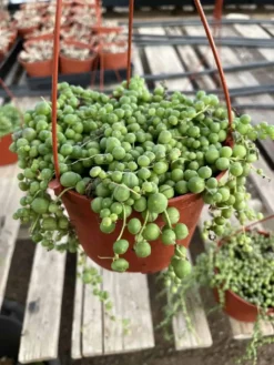 Senecio Rowleyanus---String Of Pearls