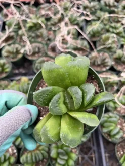 Haworthia Truncata Ssp. -Green Aura IMG 9617 rotated 1