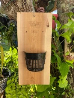 Outdoor Orchid Mount Kit On A Cedar Board With A 5 Inch Mesh Pot! FREE SHIPPING - FOR NOW! -Green Aura Orchid mount on tree