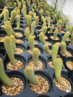 Pilosocereus Aurisetus Ssp. Werdermannianus HU103