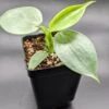 Rare Philodendron Hastatum "Silver Sword" Starter Collection Plant -Green Aura PXL 20211224 0057592952