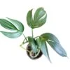 Rhaphidophora Decursiva 'Dragon Tail' -Green Aura PhotoRoom 20230712 2108573