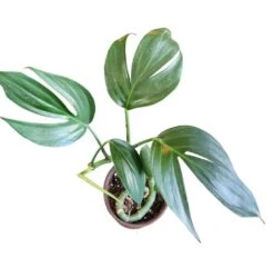 Rhaphidophora Decursiva 'Dragon Tail'