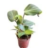Philodendron Gloriosum -Green Aura PhotoRoom 20230721 054039