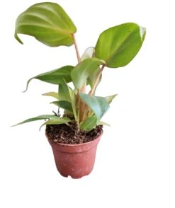 Philodendron Gloriosum -Green Aura PhotoRoom 20230721 054115