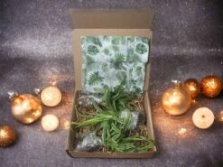 LIVE Cuttings Box - Pothos - Hoya - Philodendron - Spider - Cutting Mystery Box - FREE SHIPPING