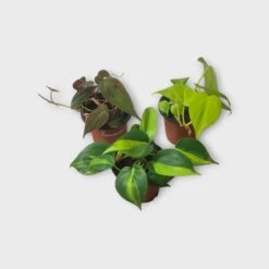 PLANT BUNDLE - Starter Philodendron Houseplant Pack - LIVE 4" Potted Plant Bundle - FREE SHIPPING