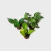 PLANT BUNDLE - Starter Pothos Houseplant Pack - LIVE 4" Potted Plant Bundle - FREE SHIPPING -Green Aura PhotoRoom 20231120 215145 29