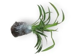 LIVE Cuttings Box - Pothos - Hoya - Philodendron - Spider - Cutting Mystery Box - FREE SHIPPING -Green Aura PhotoRoom 20231121 090703 37