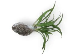 LIVE Cuttings Box - Pothos - Hoya - Philodendron - Spider - Cutting Mystery Box - FREE SHIPPING -Green Aura PhotoRoom 20231121 090703 38