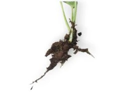 LIVE Cuttings Box - Pothos - Hoya - Philodendron - Spider - Cutting Mystery Box - FREE SHIPPING -Green Aura PhotoRoom 20231121 090703 42