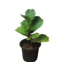 6" Fiddle-Leaf Fig - Bambino - LIVE Potted Plant - FREE SHIPPING -Green Aura PhotoRoom 20231121 093017 13