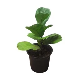 6" Fiddle-Leaf Fig - Bambino - LIVE Potted Plant - FREE SHIPPING -Green Aura PhotoRoom 20231121 093017 15