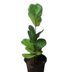 6" Fiddle-Leaf Fig - Bambino - LIVE Potted Plant - FREE SHIPPING -Green Aura PhotoRoom 20231121 093017 16