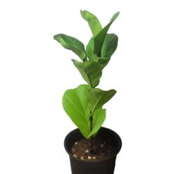 6" Fiddle-Leaf Fig - Bambino - LIVE Potted Plant - FREE SHIPPING -Green Aura PhotoRoom 20231121 093017 17