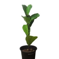 6" Fiddle-Leaf Fig - Bambino - LIVE Potted Plant - FREE SHIPPING -Green Aura PhotoRoom 20231121 093018 19