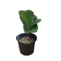 6" Fiddle-Leaf Fig - Bambino - LIVE Potted Plant - FREE SHIPPING -Green Aura PhotoRoom 20231121 093018 21