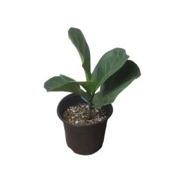 6" Fiddle-Leaf Fig - Bambino - LIVE Potted Plant - FREE SHIPPING -Green Aura PhotoRoom 20231121 093018 22