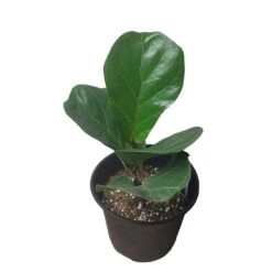 6" Fiddle-Leaf Fig - Bambino - LIVE Potted Plant - FREE SHIPPING -Green Aura PhotoRoom 20231121 093018 23