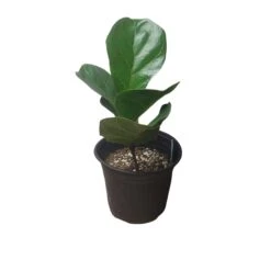 6" Fiddle-Leaf Fig - Bambino - LIVE Potted Plant - FREE SHIPPING -Green Aura PhotoRoom 20231121 093018 24